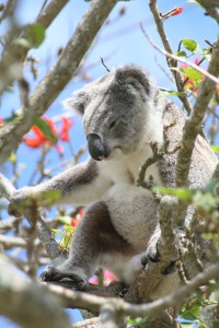 Coral Tree Koala Tea Gardens