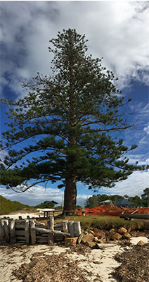 THE PINE TREE AT SOUTH PINDIMAR HAS LONG BEEN USED AS NAVIGATIONAL LANDMARK