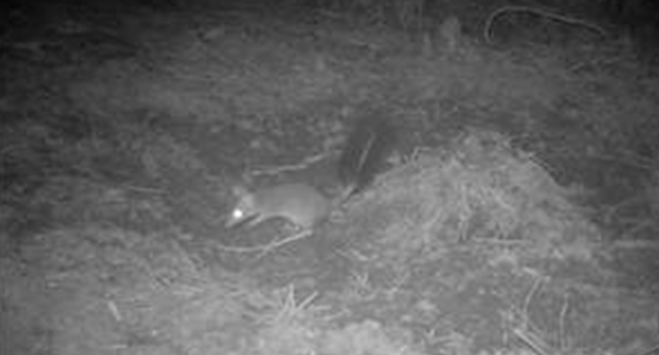  A still from the video footage taken by Council's motion detector cameras on Gereeba Island, of a brush-tailed phascogale.