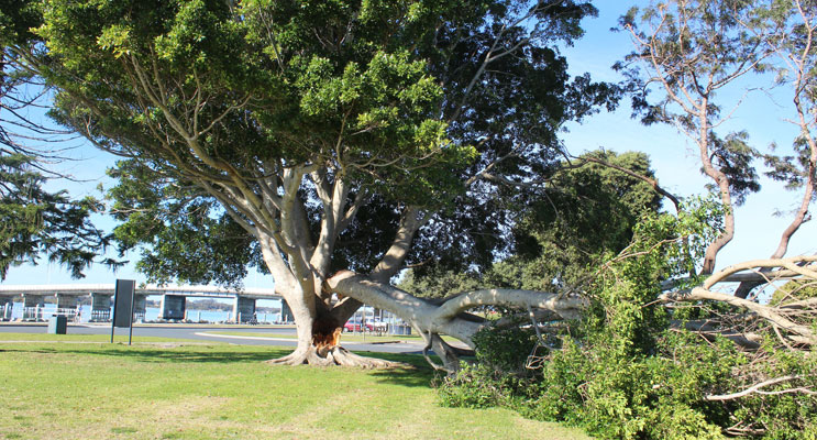The scene on Monday morning at John Wright Park when a 45 year old fig tree lost one of its main limbs.