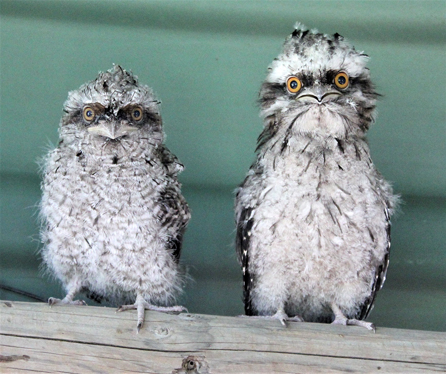 WILDLIFE: Baby Tawny Frogmouths in Teresa’s care.