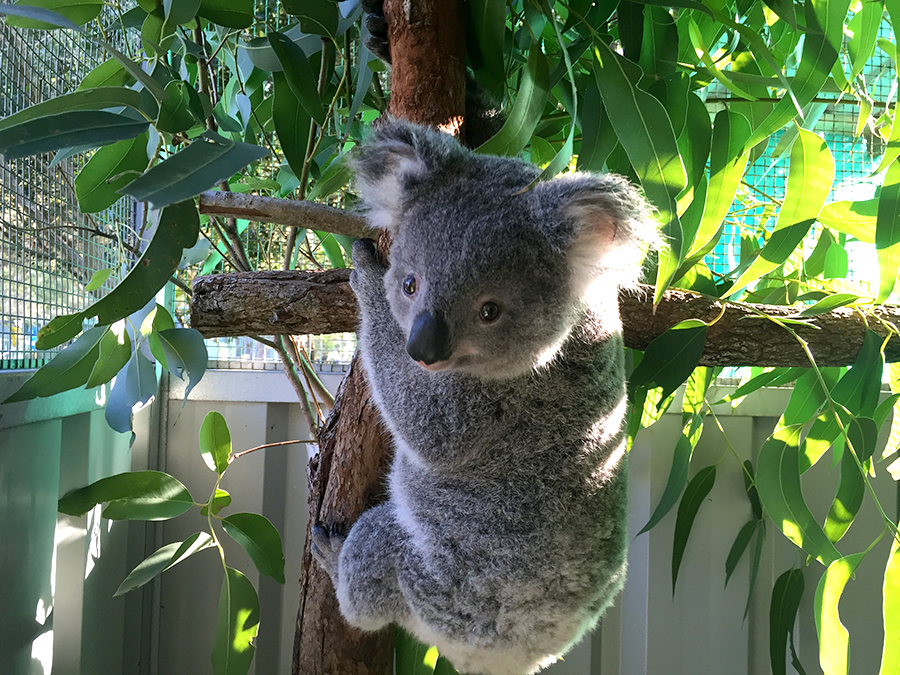  “Woodville Sammi” was given a second chance thanks to Port Stephens Koalas. 