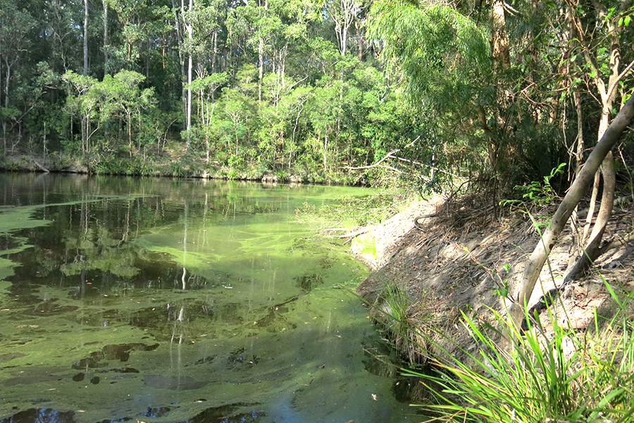 Branch River in the Karuah catchment where stressors like high levels of nutrients resulted in excessive algal growth.