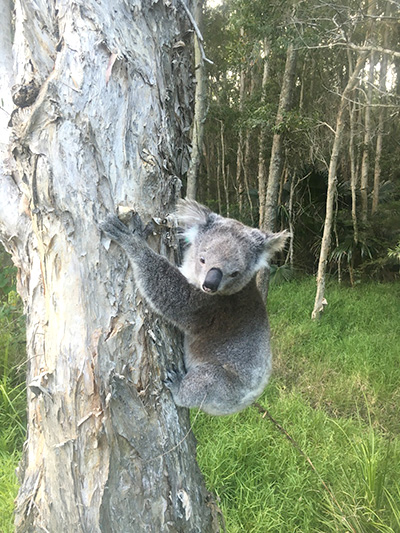 PRINCESS: Koala stops traffic in Hawks Nest.