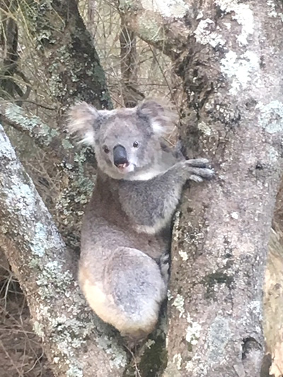 PRINCESS: Koala stops traffic in Hawks Nest.