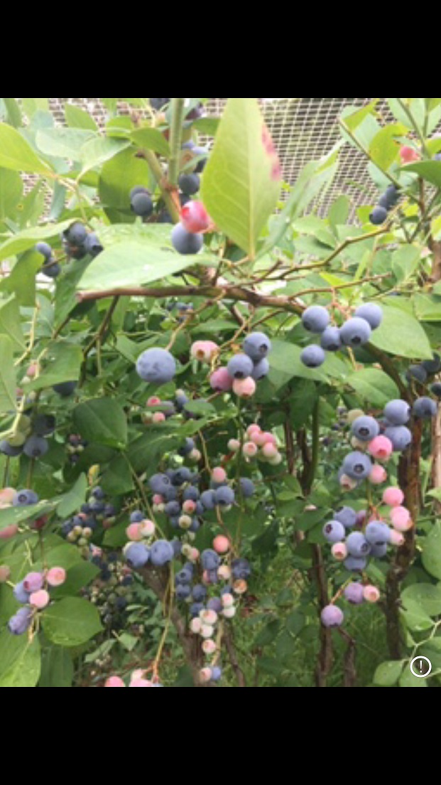Blueberry Trees laden with juicy Organic Blueberries.