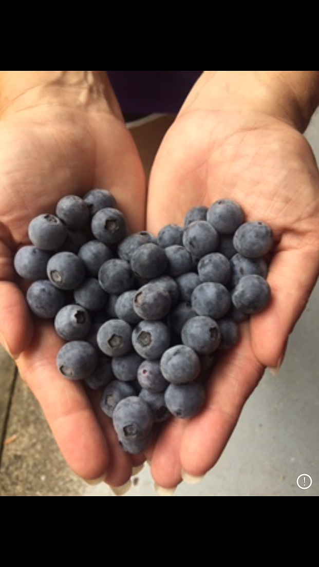 Tracey holds a handful of Organic Blueberry Love. 