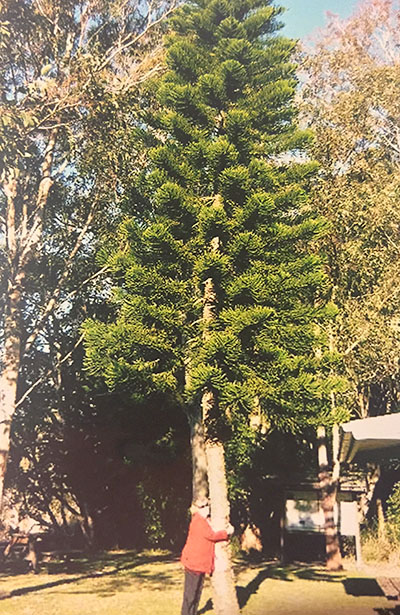 The Pine Tree at Nerong that stands as a living memorial to Cliff Dominey (Beryl Dominey, sister now 87, embraces the huge pine).