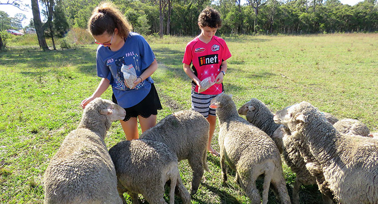 Chris and Natalie Guyot feed the lambs at Lucy Land Merino Farm.