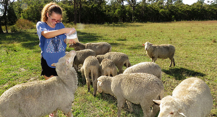 Natalie Guyot feeding the lambs at Lucy Land Merino Farm in Bulahdelah.