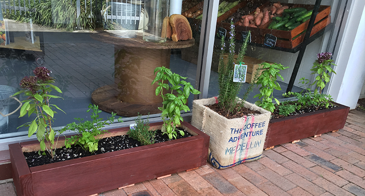The Natural Food Collective will eventually be offering free herbs for the community in their garden beds outside the shop. 