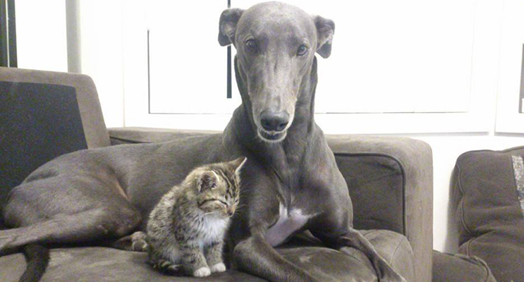 Buddy the greyhound with his feline sibling.