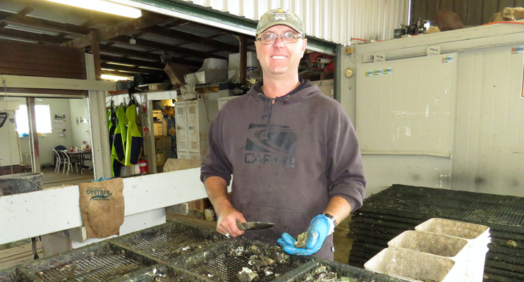 Stephen Cole has been involved in the oyster industry all his life. 