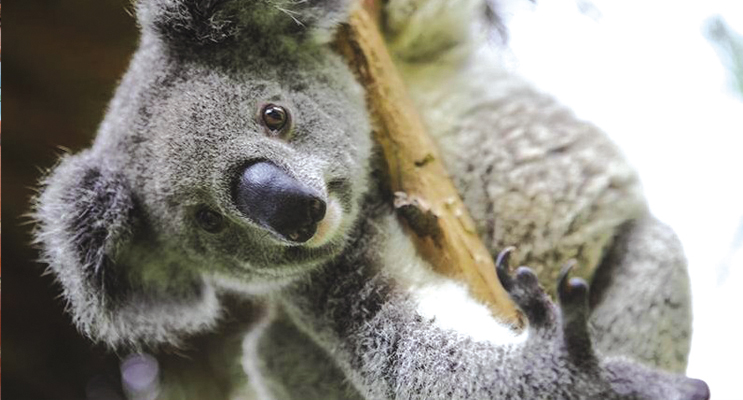 Port Stephens has one of the last remaining koala populations on the east coast of Australia.