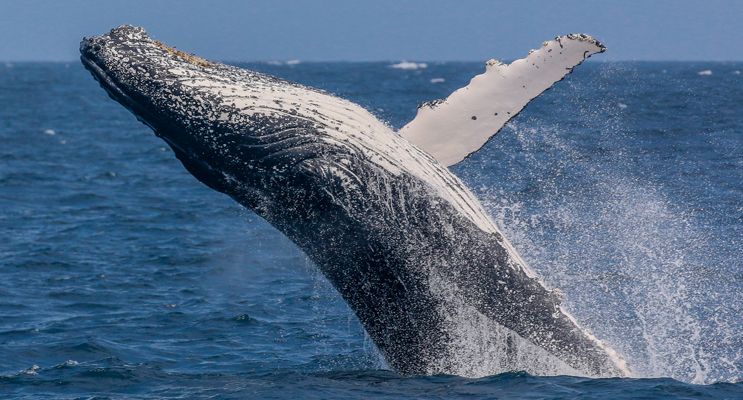 A Humpback Whale  breaches in our beautiful Marine Park.  Photo courtesy Lisa Skelton of Imagine Cruises 
