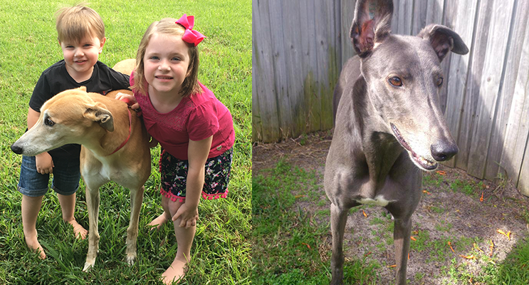 Xander (aged 3) and Aubrey Miller (aged 5) with retired racing greyhound, Boris. (left) Buddy the greyhound.(right)