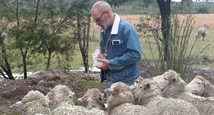 Great Lakes Food Trail: Bruce Cameron feeds the sheep at Lucy Land Merino Farm.