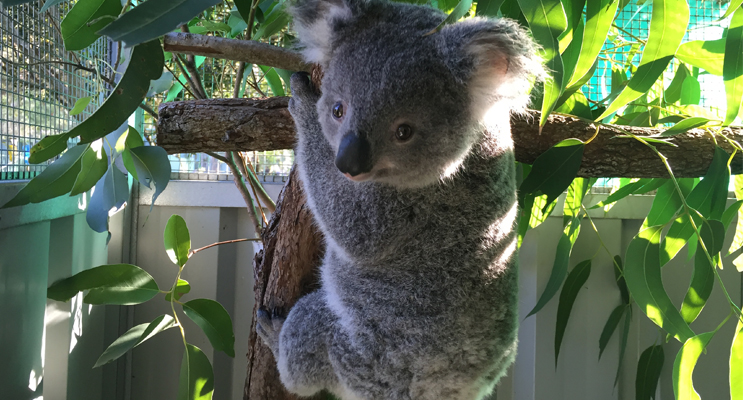 Corridors for koalas are being created across Salamander Bay.