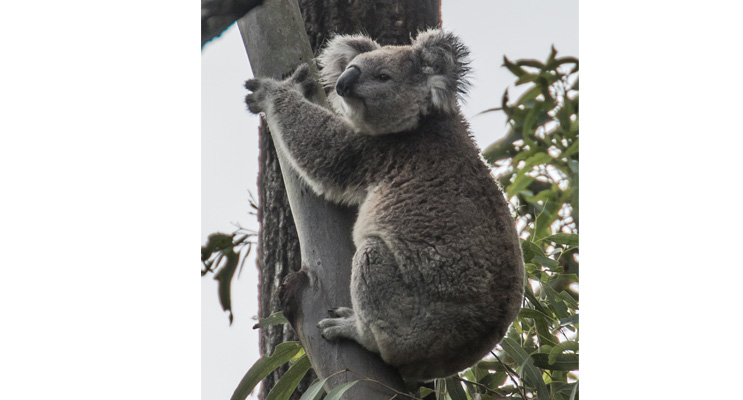 The elusive koala at Tahlee.