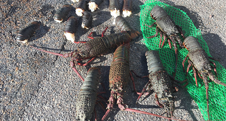 Photo of the illegal lobster catch supplied by the Department of Primary Industries.