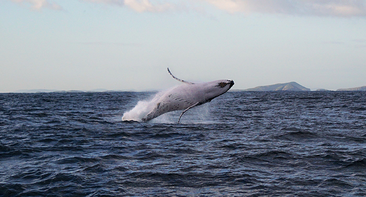 Breaching whale. Image by Meagan Canton (Meagan Canton image was also used on the front cover Bay NOTA 13 July)
