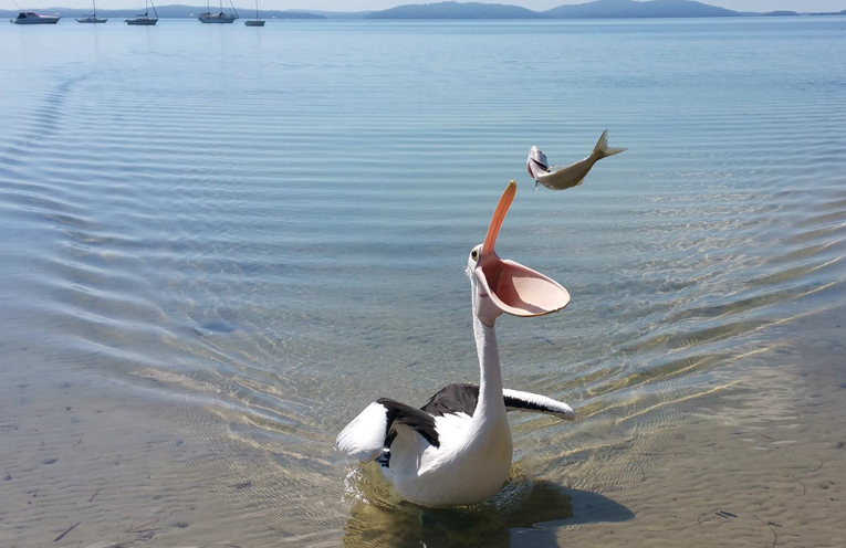 A very happy pelican at Tanilba Bay.
