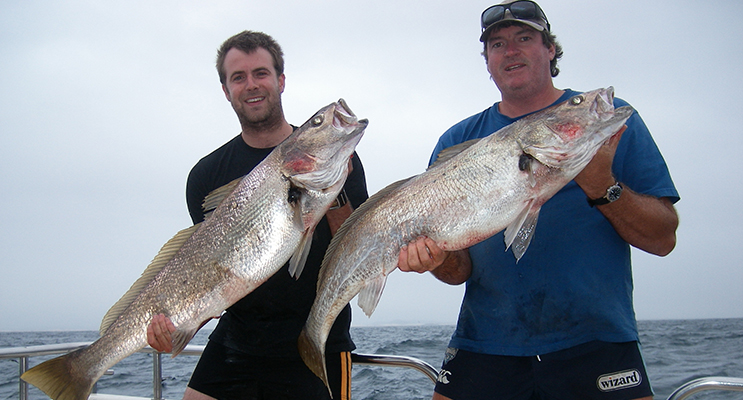 A charter guest with Brad Horn and two massive Mulloways (Jew Fish) caught on a Pacific Blue FIshing Charter.