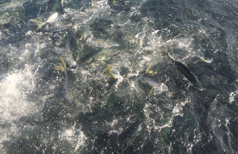 The Port Stephens Aquaculture lease.