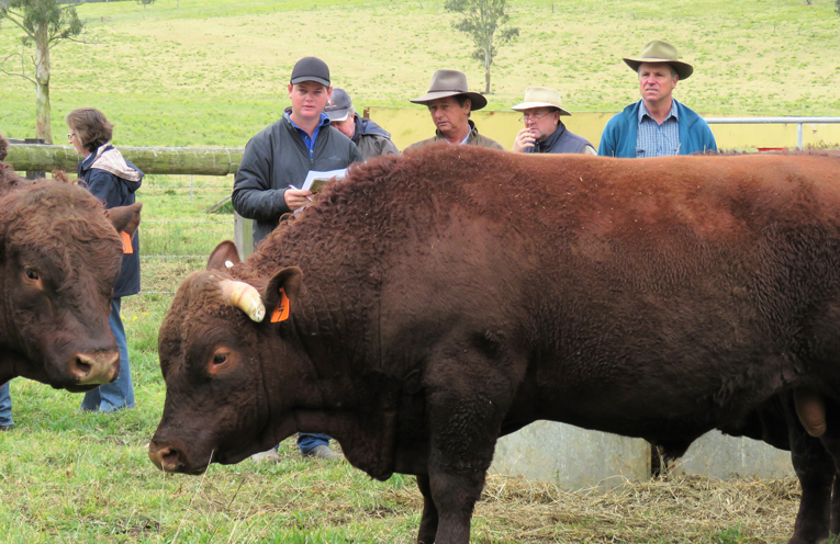 Two-year old ‘Ashwood Legend’ weighs 688 kilograms.