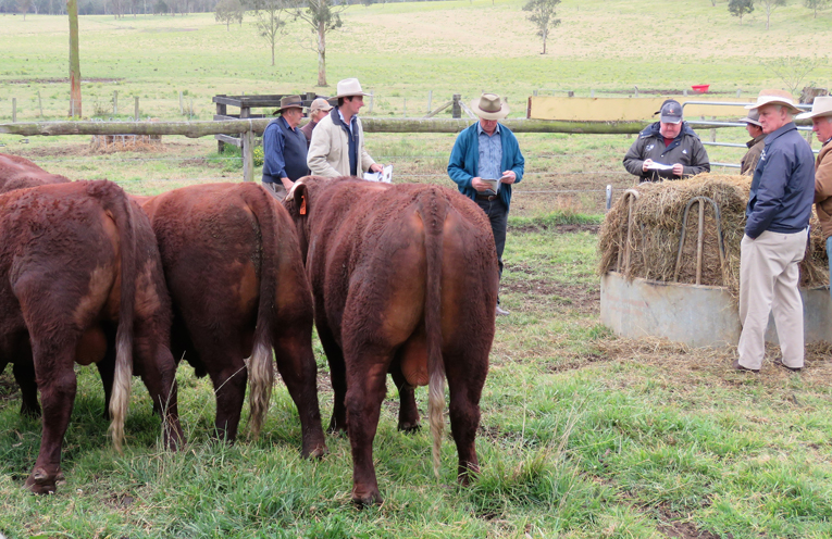 Ashwood Devons Annual Bull Sale.