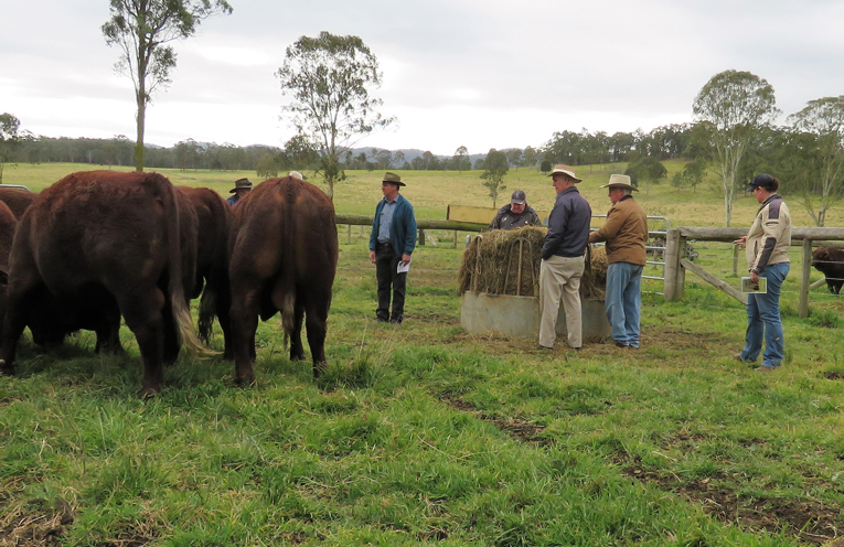 Annual Bull Sale at Ashwood Devons.