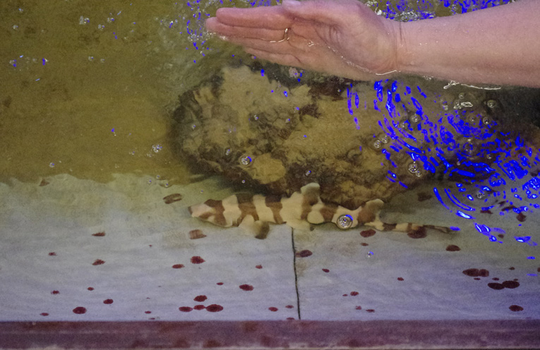 Dash in his tank. Photo by Marian Sampson