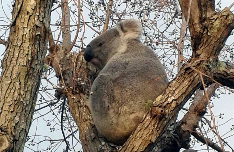 Koala retires to the Grange.