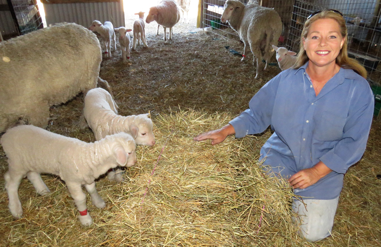 Julie Steepe with some of her flock at Lucy Land Merino Farm.
