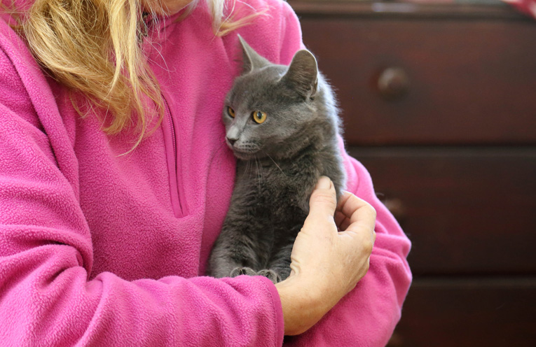 A Russian Blue kitten saved by Cat Rescue Port Stephens recently, the same breed a Medowie man was arrested for hurting.