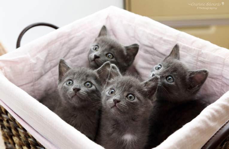 A recently saved group of Russian Blue kittens from Cat Rescue Port Stephens, the same breed of kitten injured by Adam Urquhart. Photos supplied by Charlene Edwards photographer.