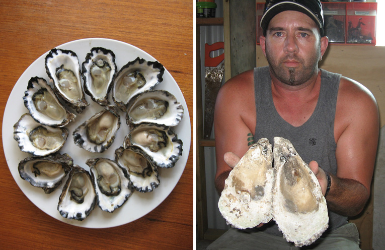 Oysters are seeing an upward movement in price. (left) Outsize Pacific Oysters grown by Paul North. (right)