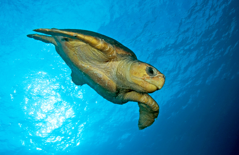 A Loggerhead Turtle. Photo by David Harasti, Research Scientist with NSW Department of Primary Industries