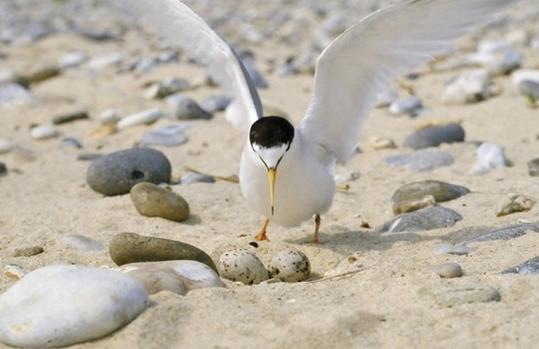WINDA WOPPA: Little Terns return to nest.