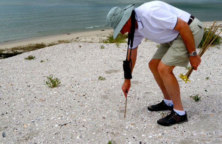 WINDA WOPPA: Little Terns return to nest.