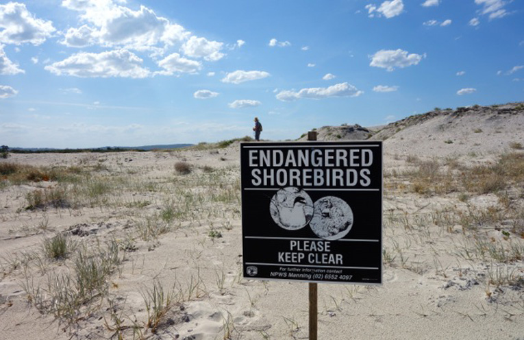 WINDA WOPPA: Little Terns return to nest.