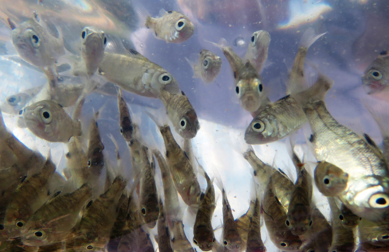 Thousands of bass fingerlings were released into the Myall River. 