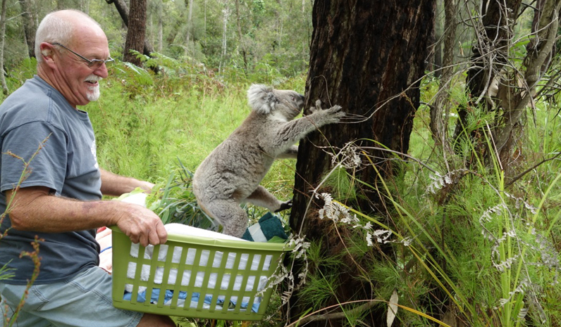 KOALA RELEASE: Noel Swain releases rescued koala.