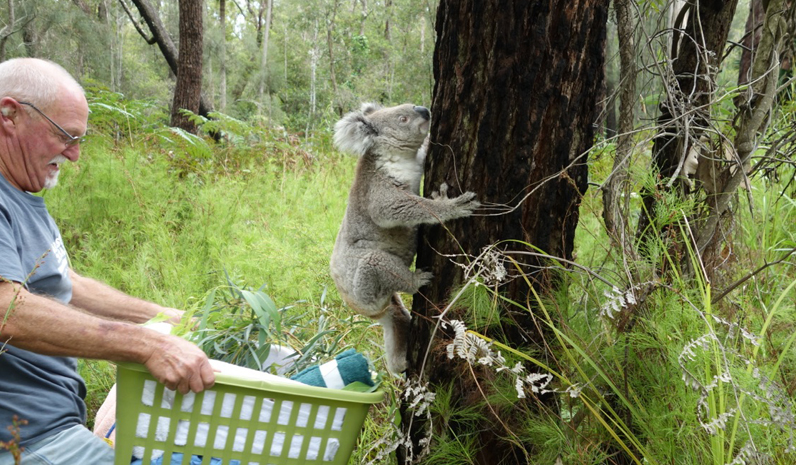 KOALA RELEASE: Noel Swain releases rescued koala.