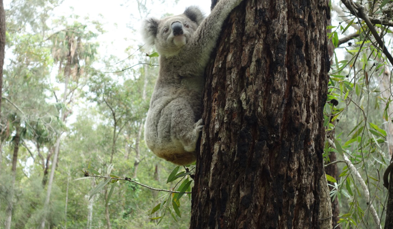 KOALA RELEASE: A Swamp Mahogany Tree somewhere in the Myall.