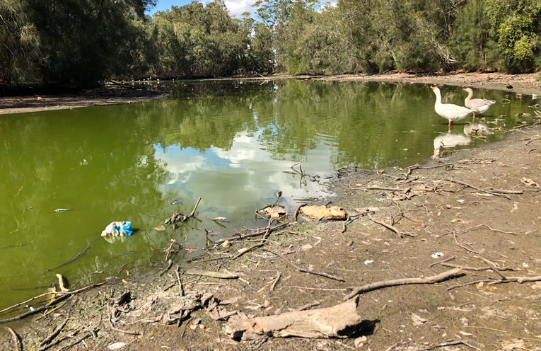 It is a dire situation for the animals who call this duck pond home,