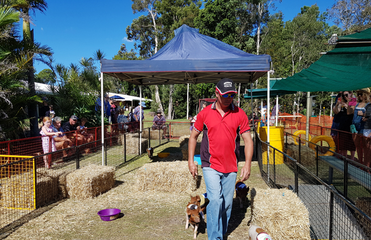 TEA GARDENS COUNTRY CLUB: Pigs draw big crowd.
