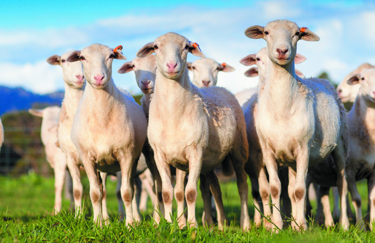 Some of Yeo farms stunning pasture raised Australian White Sheep. 