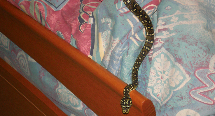 Tea Gardens snake in ladys bed