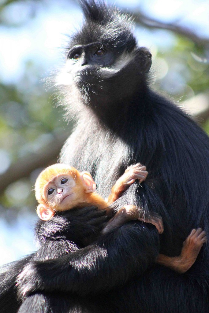 Are zoos ethical image